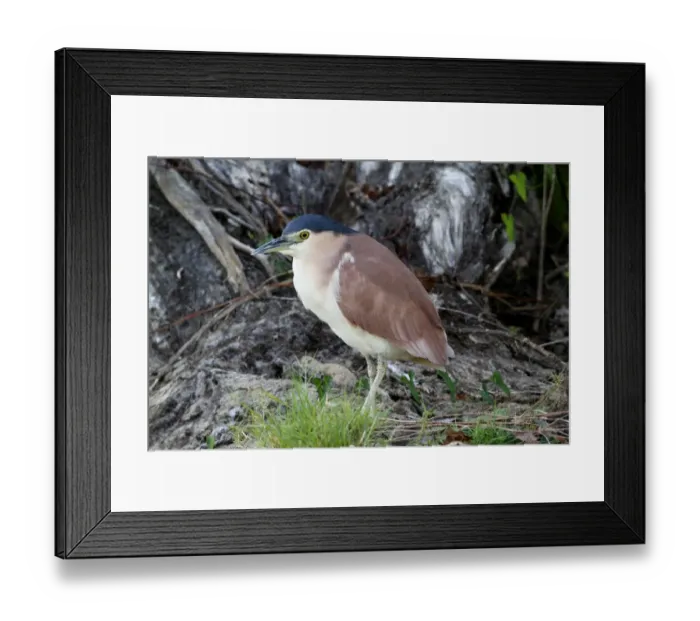 Framed Print : Rufous Night-heron (Nycticorax caledonicus) adult male, standing at edge of river, Yellow River, Kakadu N. P Framed Print : Rufous Night-heron (Nycticorax caledonicus) adult male, standing at edge of river, Yellow River, Kakadu N. P