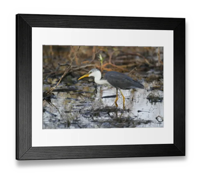 Framed Print : Pied Heron (Ardea picata) immature, wading amongst vegetation in billabong, Western Australia, Australia