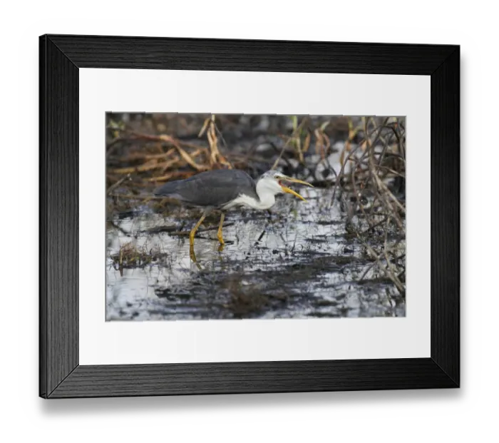 Framed Print : Pied Heron (Ardea picata) immature, feeding amongst vegetation in billabong, Western Australia, Australia Framed Print : Pied Heron (Ardea picata) immature, feeding amongst vegetation in billabong, Western Australia, Australia