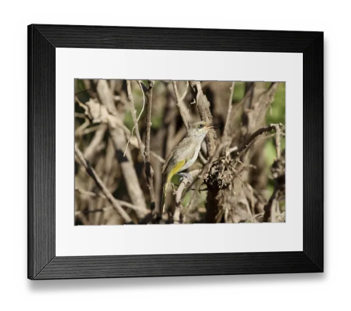 Framed Print : Brown Honeyeater (Lichmera indistincta) adult male, singing, perched in bush, Kakadu N. P. Northern Territory, Australia