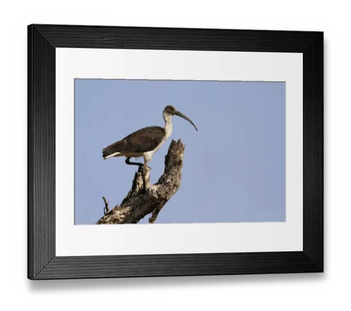 Framed Print : Straw-necked Ibis (Threskiornis spinicollis) immature male, standing on tree stump, Western Australia, Australia Framed Print : Straw-necked Ibis (Threskiornis spinicollis) immature male, standing on tree stump, Western Australia, Australia