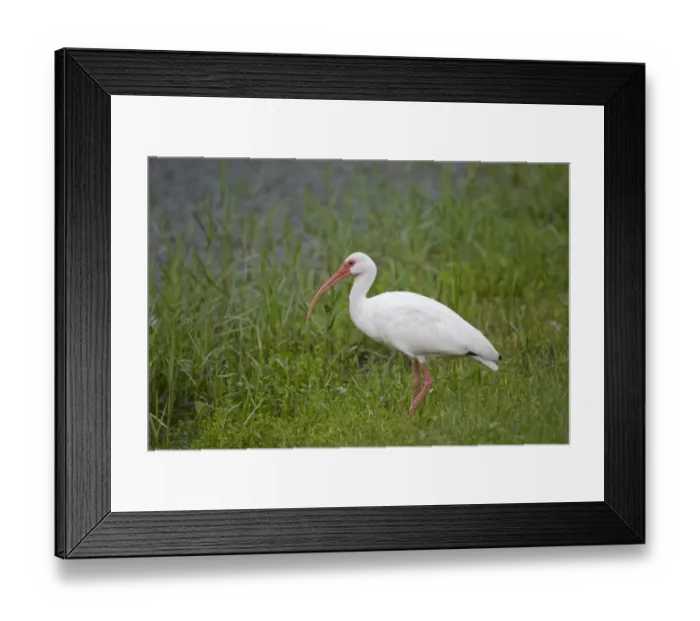 Framed Print : American White Ibis (Eudocimus albus) adult, standing in marsh, Florida, U. S. A. august Framed Print : American White Ibis (Eudocimus albus) adult, standing in marsh, Florida, U. S. A. august