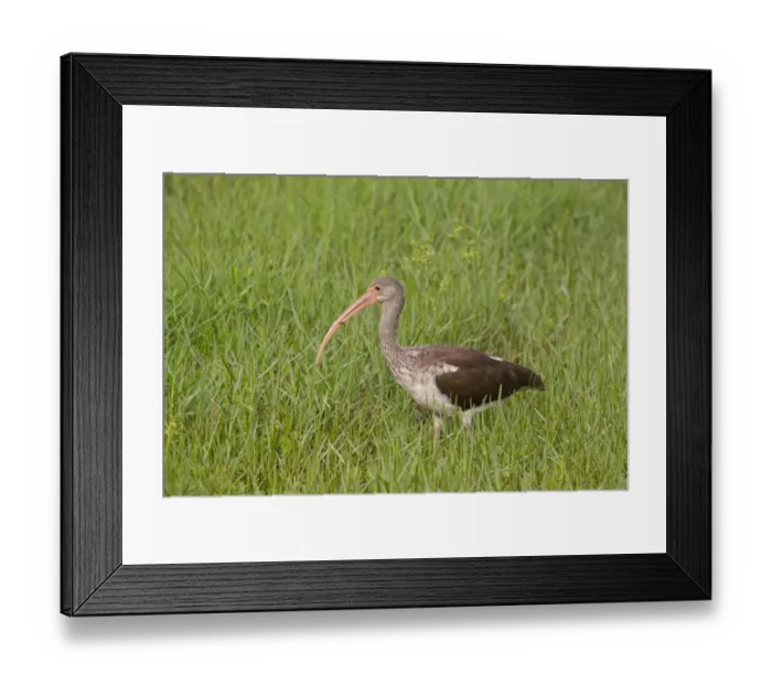 Framed Print : American White Ibis (Eudocimus albus) juvenile, standing in grass, Florida, U. S. A. august Framed Print : American White Ibis (Eudocimus albus) juvenile, standing in grass, Florida, U. S. A. august