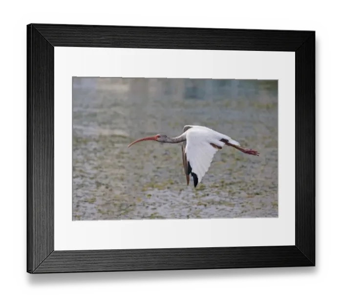 Framed Print : American White Ibis (Eudocimus albus) immature, in flight over water, Florida, U. S. A. august Framed Print : American White Ibis (Eudocimus albus) immature, in flight over water, Florida, U. S. A. august