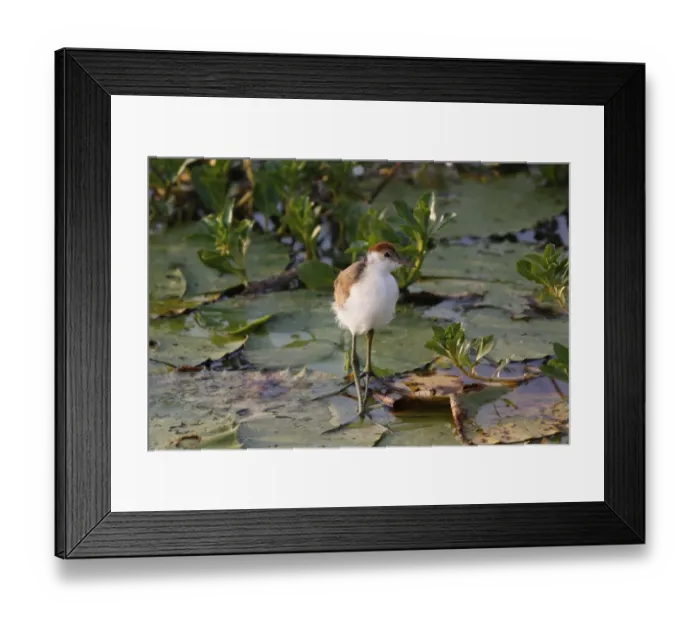 Framed Print : Comb-crested Jacana (Irediparra gallinacea) juvenile, walking on waterlily pads, Kakadu N. P Framed Print : Comb-crested Jacana (Irediparra gallinacea) juvenile, walking on waterlily pads, Kakadu N. P