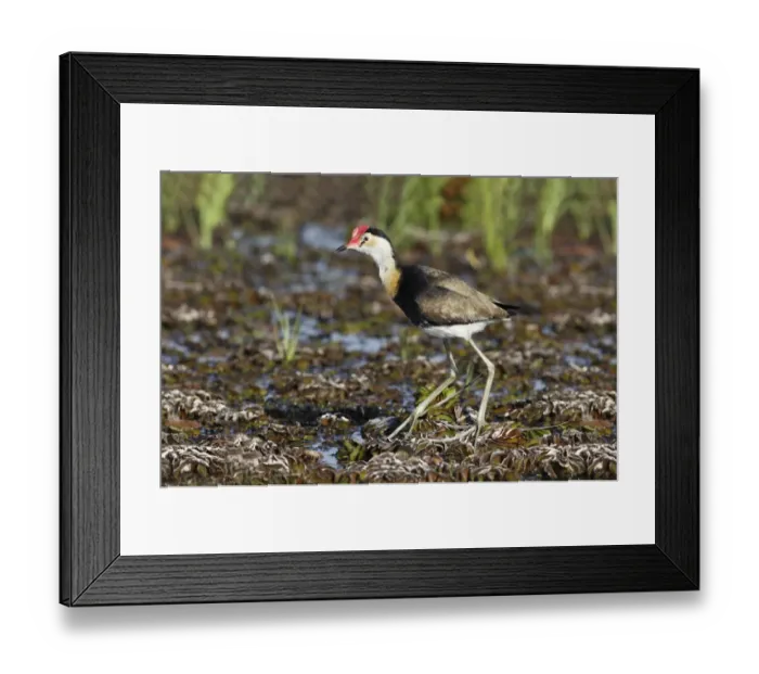 Framed Print : Comb-crested Jacana (Irediparra gallinacea) adult, standing on aquatic vegetation, Kakadu N. P