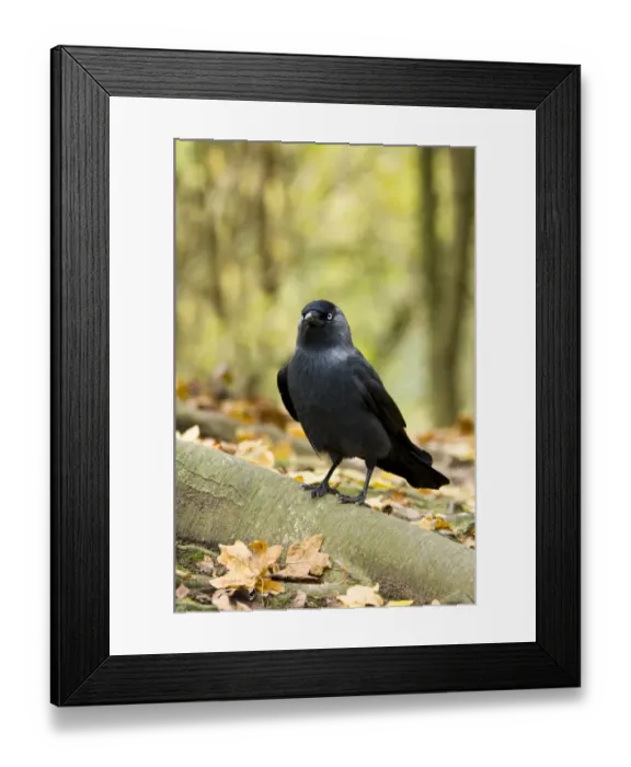 Framed Print : Jackdaw (Corvus monedula) adult, standing on root amongst fallen leaves, Arundel Wildfowl and Wetlands Trust Reserve