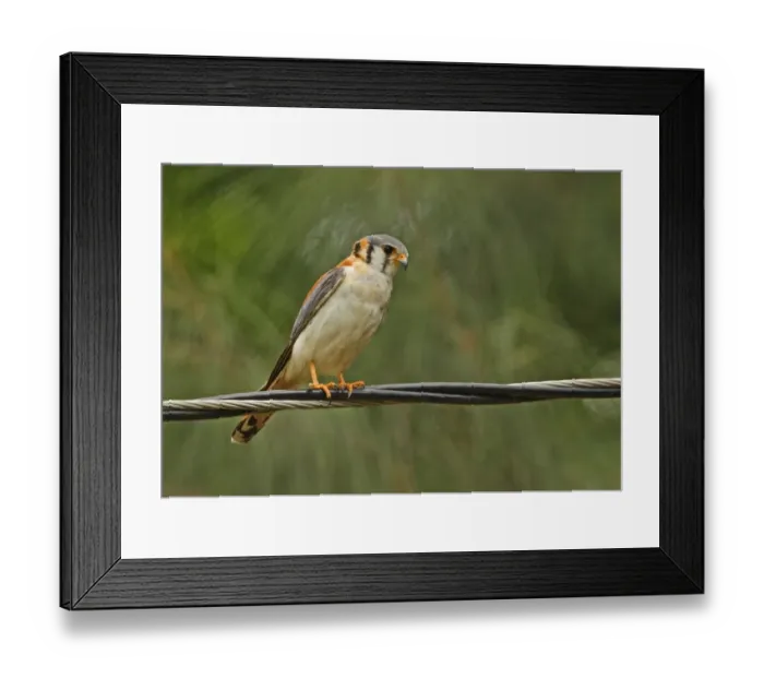 Framed Print : American Kestrel (Falco sparverius) adult male, perched on overhead powerline, Hope Gardens, Jamaica, april Framed Print : American Kestrel (Falco sparverius) adult male, perched on overhead powerline, Hope Gardens, Jamaica, april