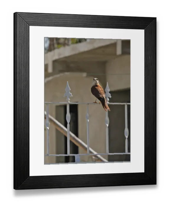 Framed Print : American Kestrel (Falco sparverius) adult female, perched on railings in urban area, Linstead, Jamaica, march Framed Print : American Kestrel (Falco sparverius) adult female, perched on railings in urban area, Linstead, Jamaica, march