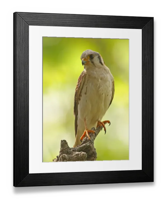 Framed Print : American Kestrel (Falco sparverius) adult female, perched on snag, Hope Gardens, Jamaica, march Framed Print : American Kestrel (Falco sparverius) adult female, perched on snag, Hope Gardens, Jamaica, march