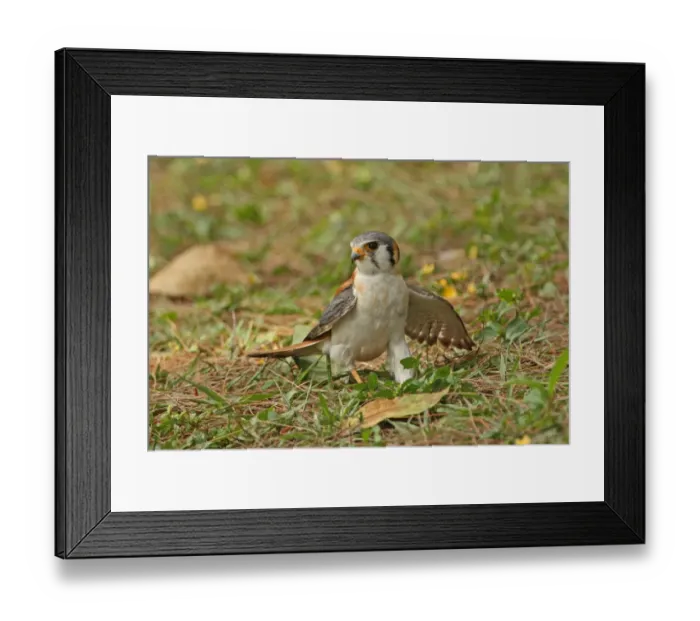 Framed Print : American Kestrel (Falco sparverius) adult male, snatching prey on ground, Hope Gardens, Jamaica, april Framed Print : American Kestrel (Falco sparverius) adult male, snatching prey on ground, Hope Gardens, Jamaica, april