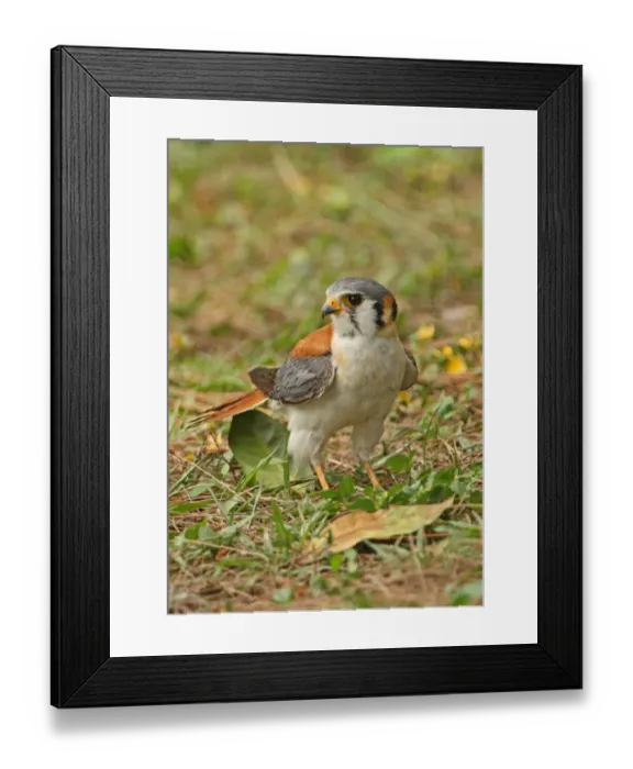 Framed Print : American Kestrel (Falco sparverius) adult male, standing on ground, Hope Gardens, Jamaica, april Framed Print : American Kestrel (Falco sparverius) adult male, standing on ground, Hope Gardens, Jamaica, april