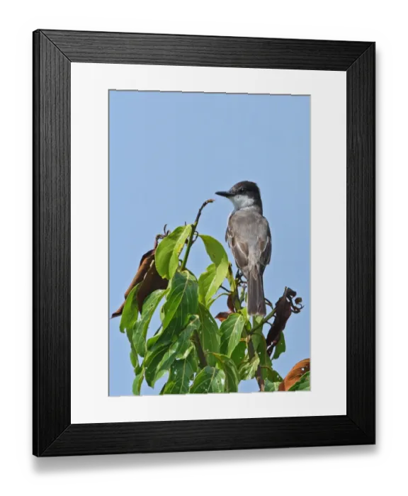 Framed Print : Loggerhead Kingbird (Tyrannus caudifasciatus jamaicensis) adult, perched in treetop, Linstead, Jamaica, april Framed Print : Loggerhead Kingbird (Tyrannus caudifasciatus jamaicensis) adult, perched in treetop, Linstead, Jamaica, april