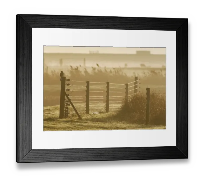 Framed Print : Common Kestrel (Falco tinnunculus) adult, perched on fence post in habitat at sunrise, Elmley Marshes RSPB Reserve Framed Print : Common Kestrel (Falco tinnunculus) adult, perched on fence post in habitat at sunrise, Elmley Marshes RSPB Reserve