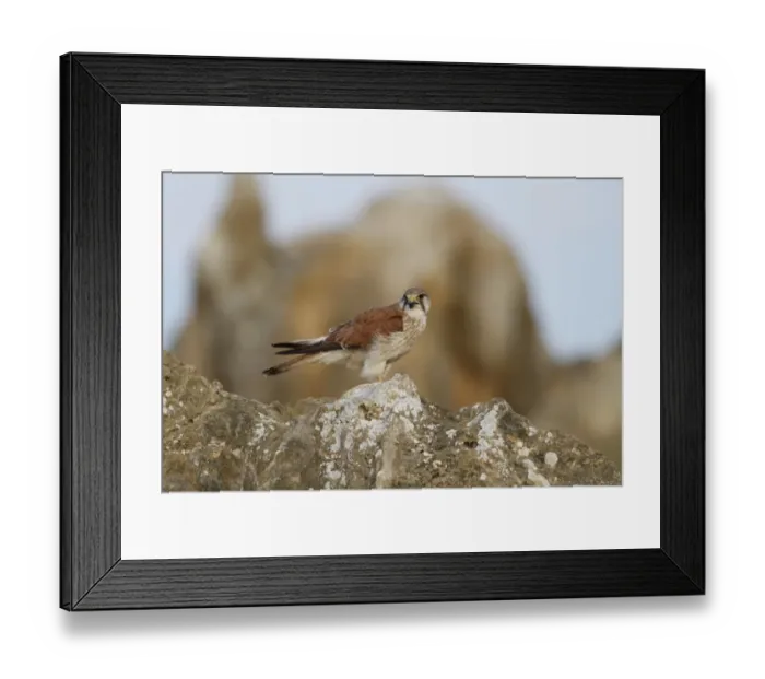 Framed Print : Nankeen Kestrel (Falco cenchroides) adult female, perched on rock, The Pinnacles, Nambung N. P Framed Print : Nankeen Kestrel (Falco cenchroides) adult female, perched on rock, The Pinnacles, Nambung N. P
