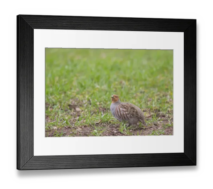 Framed Print : Grey Partridge (Perdix perdix) adult, standing in arable field with crop, Berwickshire, Scottish Borders, Scotland Framed Print : Grey Partridge (Perdix perdix) adult, standing in arable field with crop, Berwickshire, Scottish Borders, Scotland