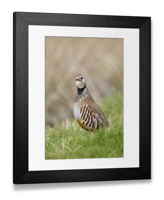 Framed Print : Red-legged Partridge (Alectoris rufa) adult male, standing on grass in field, Suffolk, England, march
