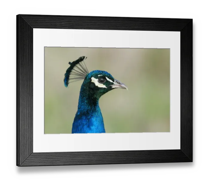Framed Print : Indian Peafowl (Pavo cristatus) adult male, close-up of head, Isle of Sheppey, Kent, England, april