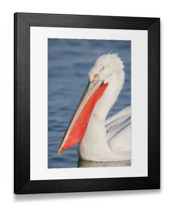 Framed Print : Dalmatian Pelican (Pelecanus crispus) adult, close-up of head and neck, swimming on lake, Lake Kerkini, Macedonia Framed Print : Dalmatian Pelican (Pelecanus crispus) adult, close-up of head and neck, swimming on lake, Lake Kerkini, Macedonia