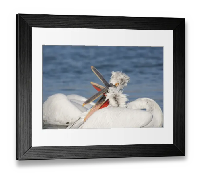 Framed Print : Dalmatian Pelican (Pelecanus crispus) two adult males, fighting on lake, Lake Kerkini, Macedonia, Greece, january