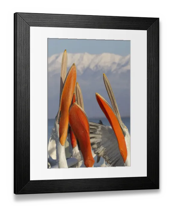 Framed Print : Dalmatian Pelican (Pelecanus crispus) adults, close-up of heads and beaks Framed Print : Dalmatian Pelican (Pelecanus crispus) adults, close-up of heads and beaks