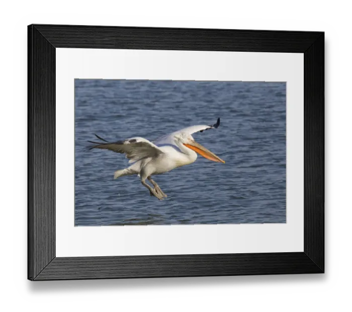 Framed Print : Dalmatian Pelican (Pelecanus crispus) adult, in flight, landing on water, Lake Kerkini, Macedonia, Greece, january