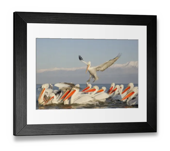 Framed Print : Dalmatian Pelican (Pelecanus crispus) adults, flock competing for fish discarded by fishermen, Lake Kerkini, Macedonia Framed Print : Dalmatian Pelican (Pelecanus crispus) adults, flock competing for fish discarded by fishermen, Lake Kerkini, Macedonia