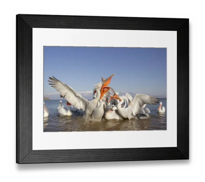 Framed Print : Dalmatian Pelican (Pelecanus crispus) adults, flock competing for fish discarded by fishermen, Lake Kerkini, Macedonia Framed Print : Dalmatian Pelican (Pelecanus crispus) adults, flock competing for fish discarded by fishermen, Lake Kerkini, Macedonia
