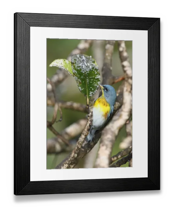 Framed Print : Northern Parula (Parula americana) adult male, feeding on insects, Port Antonio, Jamaica, march