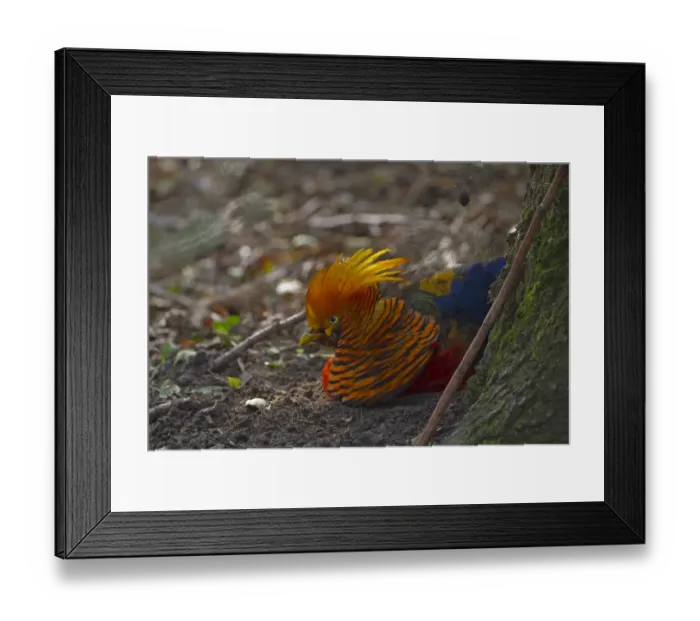 Framed Print : Golden Pheasant (Chrysolophus pictus) introduced species, adult male, dust bathing, Norfolk, England, march Framed Print : Golden Pheasant (Chrysolophus pictus) introduced species, adult male, dust bathing, Norfolk, England, march