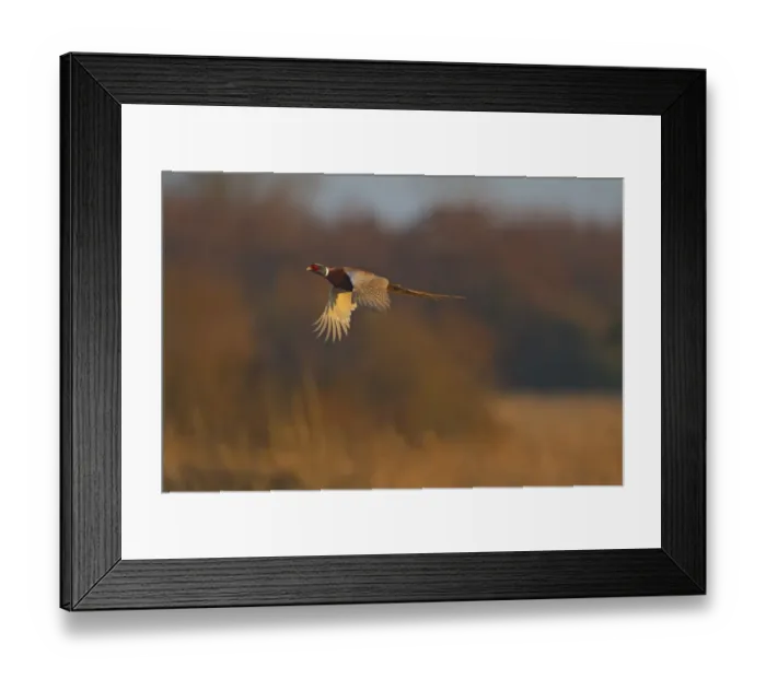 Framed Print : Common Pheasant (Phasianus colchicus) adult male, in flight, Norfolk, England, february Framed Print : Common Pheasant (Phasianus colchicus) adult male, in flight, Norfolk, England, february