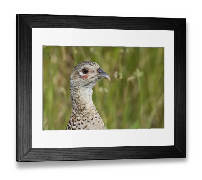 Framed Print : Common Pheasant (Phasianus colchicus) adult female, close-up of head and neck, Elmley Marshes National Nature Reserve Framed Print : Common Pheasant (Phasianus colchicus) adult female, close-up of head and neck, Elmley Marshes National Nature Reserve