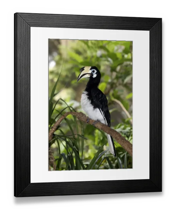 Framed Print : Oriental Pied Hornbill (Anthracoceros albirostris) adult female, perched on branch, Indonesia, march Framed Print : Oriental Pied Hornbill (Anthracoceros albirostris) adult female, perched on branch, Indonesia, march