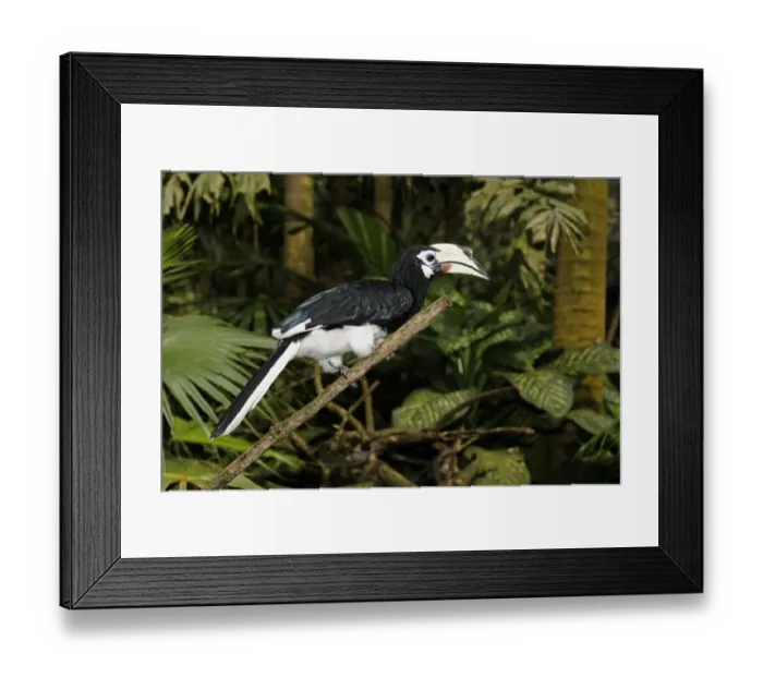 Framed Print : Oriental Pied Hornbill (Anthracoceros albirostris) adult female, perched on branch, Indonesia, march