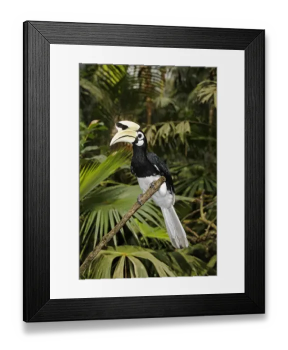 Framed Print : Oriental Pied Hornbill (Anthracoceros albirostris) adult male, perched on branch, Indonesia, march Framed Print : Oriental Pied Hornbill (Anthracoceros albirostris) adult male, perched on branch, Indonesia, march