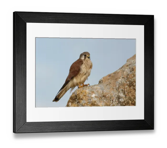 Framed Print : Nankeen Kestrel (Falco cenchroides) adult female, perched on rock, The Pinnacles, Nambung N. P Framed Print : Nankeen Kestrel (Falco cenchroides) adult female, perched on rock, The Pinnacles, Nambung N. P