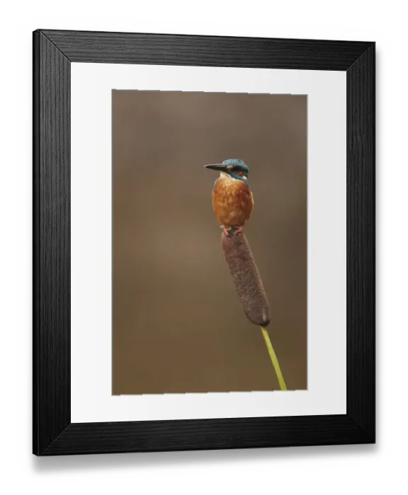Framed Print : Common Kingfisher (Alcedo atthis) adult, perched on reedmace, Worcestershire, England, october Framed Print : Common Kingfisher (Alcedo atthis) adult, perched on reedmace, Worcestershire, England, october