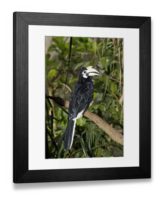 Framed Print : Oriental Pied Hornbill (Anthracoceros albirostris) adult female, perched on branch, Indonesia, march Framed Print : Oriental Pied Hornbill (Anthracoceros albirostris) adult female, perched on branch, Indonesia, march