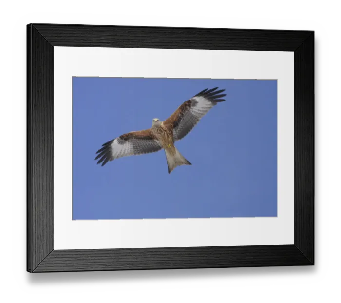 Framed Print : Red Kite (Milvus milvus) adult, in flight, underparts illuminated by snow below, North Yorkshire, England, february Framed Print : Red Kite (Milvus milvus) adult, in flight, underparts illuminated by snow below, North Yorkshire, England, february