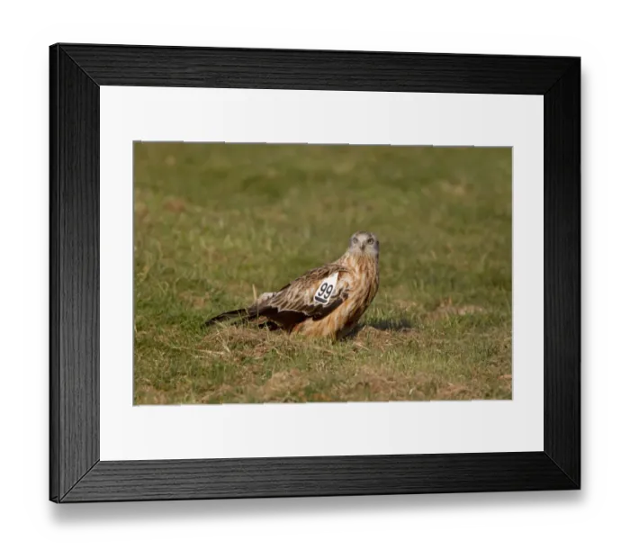 Framed Print : Red Kite (Milvus milvus) adult, with wing tags, standing on ground at feeding station, Gigrin Farm, Powys, Wales, march Framed Print : Red Kite (Milvus milvus) adult, with wing tags, standing on ground at feeding station, Gigrin Farm, Powys, Wales, march