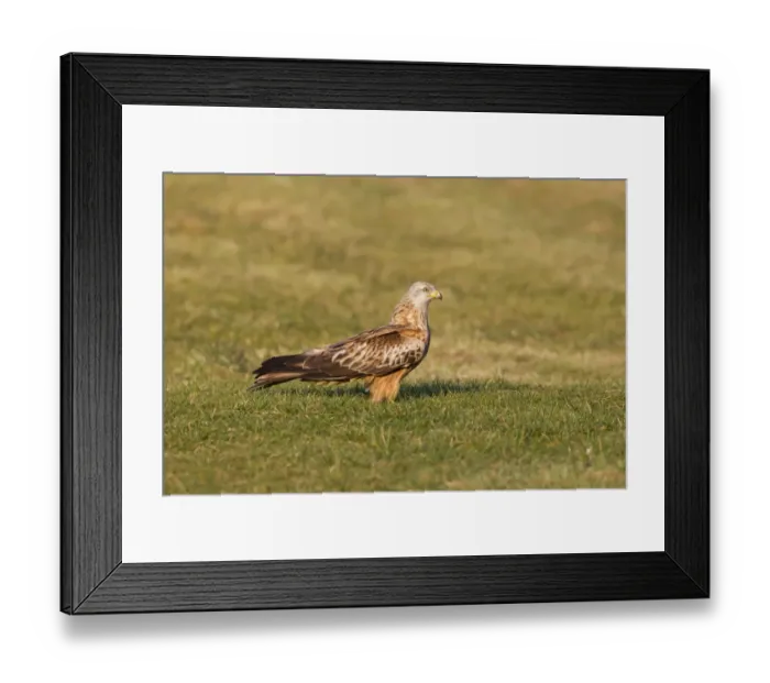 Framed Print : Red Kite (Milvus milvus) adult, standing on ground at feeding station, Gigrin Farm, Powys, Wales, march Framed Print : Red Kite (Milvus milvus) adult, standing on ground at feeding station, Gigrin Farm, Powys, Wales, march