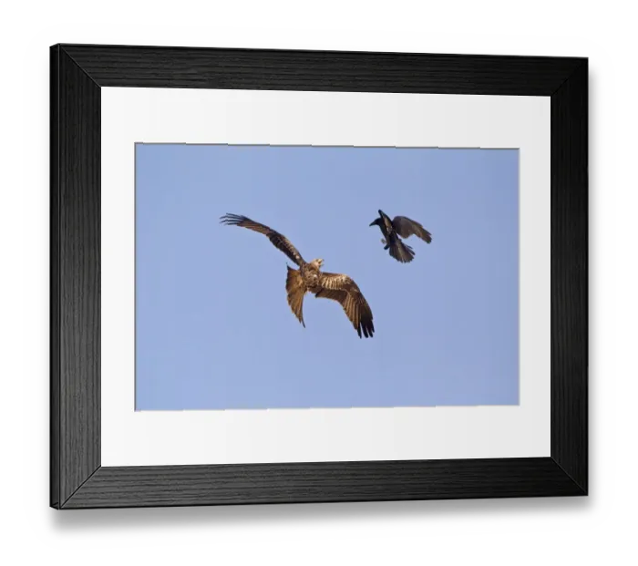 Framed Print : Red Kite (Milvus milvus) adult, in flight, being mobbed by Carrion Crow (Corvus corone) adult, Gigrin Farm, Powys Framed Print : Red Kite (Milvus milvus) adult, in flight, being mobbed by Carrion Crow (Corvus corone) adult, Gigrin Farm, Powys