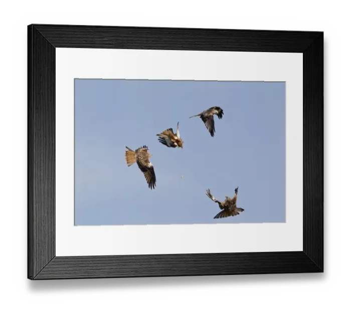 Framed Print : Red Kite (Milvus milvus) four adults, in flight, three kites attempting to catch meat forced Framed Print : Red Kite (Milvus milvus) four adults, in flight, three kites attempting to catch meat forced