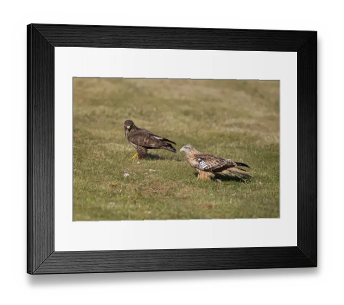 Framed Print : Red Kite (Milvus milvus) juvenile, with wing tags, with Common Buzzard (Buteo buteo) on ground at feeding station Framed Print : Red Kite (Milvus milvus) juvenile, with wing tags, with Common Buzzard (Buteo buteo) on ground at feeding station