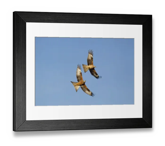 Framed Print : Red Kite (Milvus milvus) adult and juvenile, in flight, juvenile carrying meat being chased by adult above feeding