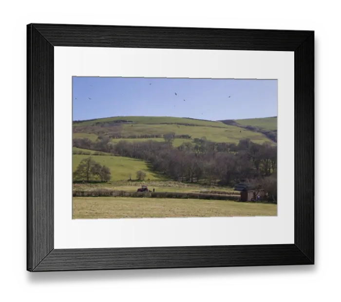 Framed Print : Red Kite (Milvus milvus) flock, in flight over feeding station, with farmer putting out food Framed Print : Red Kite (Milvus milvus) flock, in flight over feeding station, with farmer putting out food