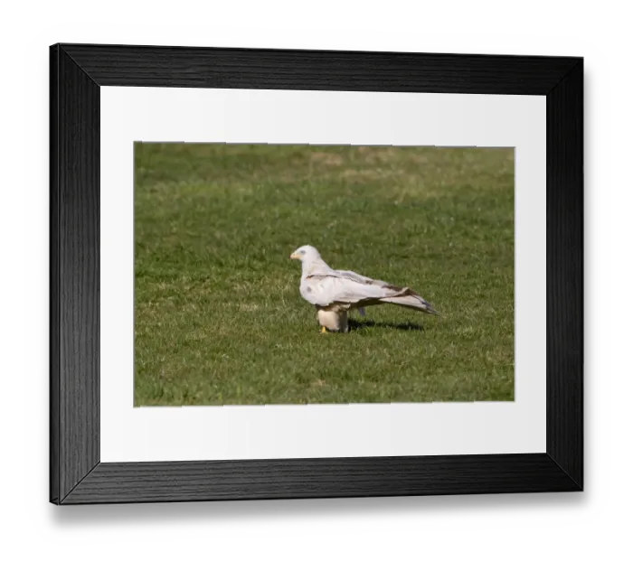 Framed Print : Red Kite (Milvus milvus) adult, leucistic plumage, standing on grass, Gigrin Farm, Powys, Wales, march Framed Print : Red Kite (Milvus milvus) adult, leucistic plumage, standing on grass, Gigrin Farm, Powys, Wales, march