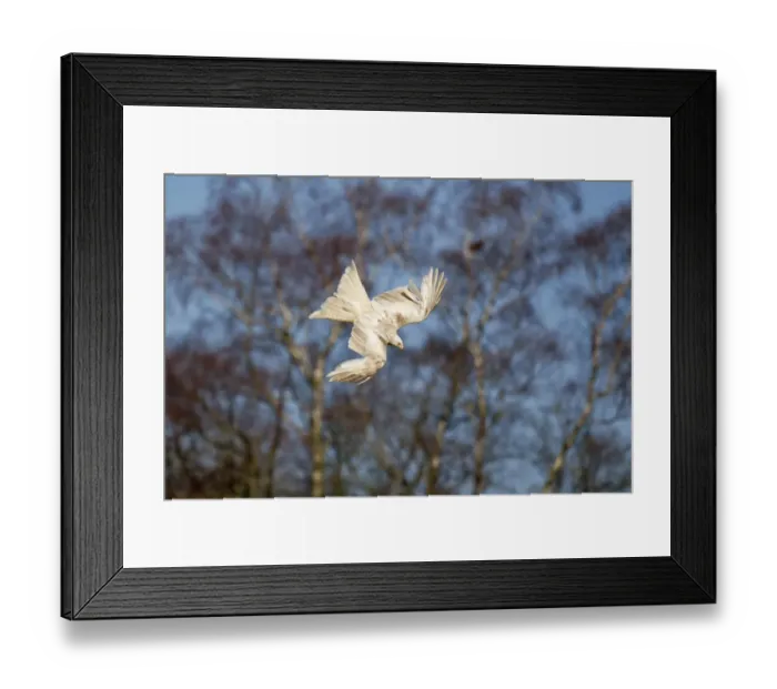 Framed Print : Red Kite (Milvus milvus) adult, leucistic plumage, in flight, diving for food at feeding station, Gigrin Farm, Powys Framed Print : Red Kite (Milvus milvus) adult, leucistic plumage, in flight, diving for food at feeding station, Gigrin Farm, Powys