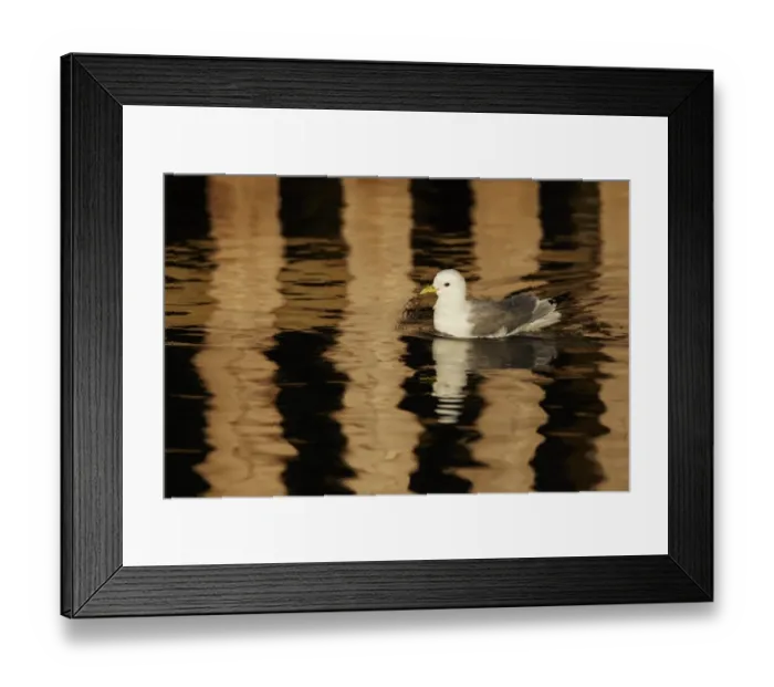 Framed Print : Black-legged Kittiwake (Rissa tridactyla) adult, swimming in harbour with reflection from pier in surrounding water Framed Print : Black-legged Kittiwake (Rissa tridactyla) adult, swimming in harbour with reflection from pier in surrounding water