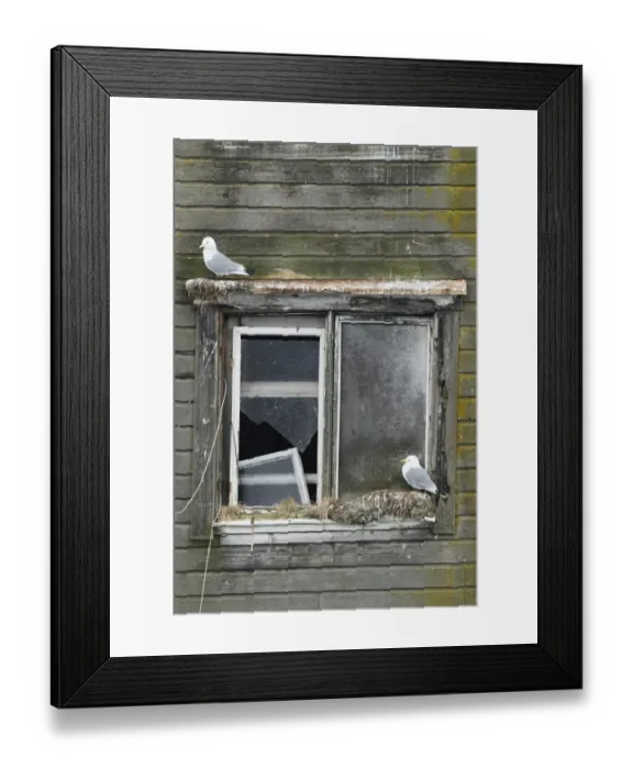 Framed Print : Black-legged Kittiwake (Rissa tridactyla) two adults, beginning new season nests on old harbour building Framed Print : Black-legged Kittiwake (Rissa tridactyla) two adults, beginning new season nests on old harbour building